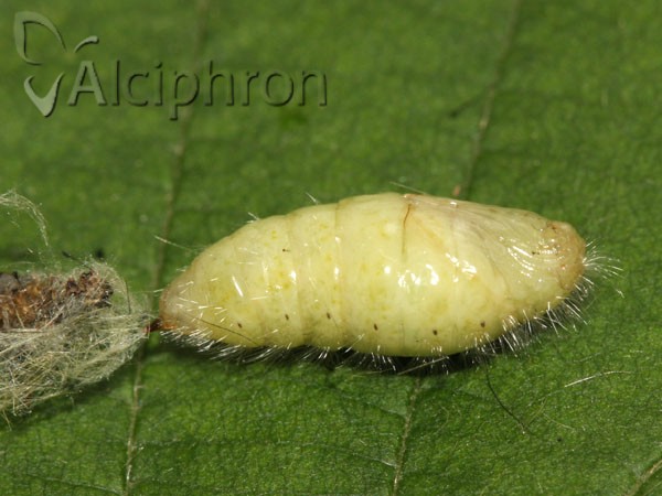 Orgyia antiqua