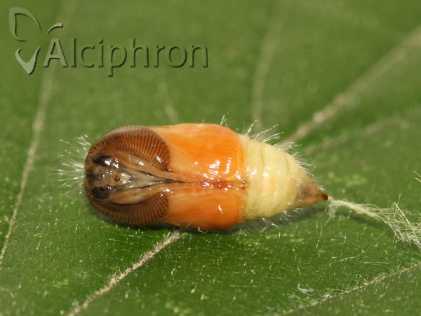 Orgyia antiqua