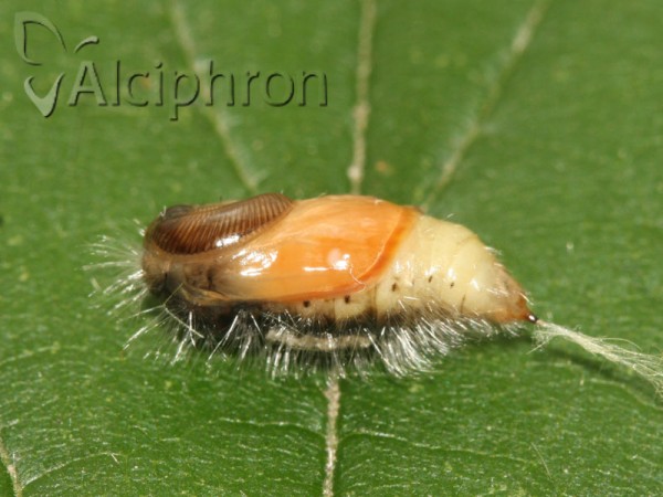Orgyia antiqua