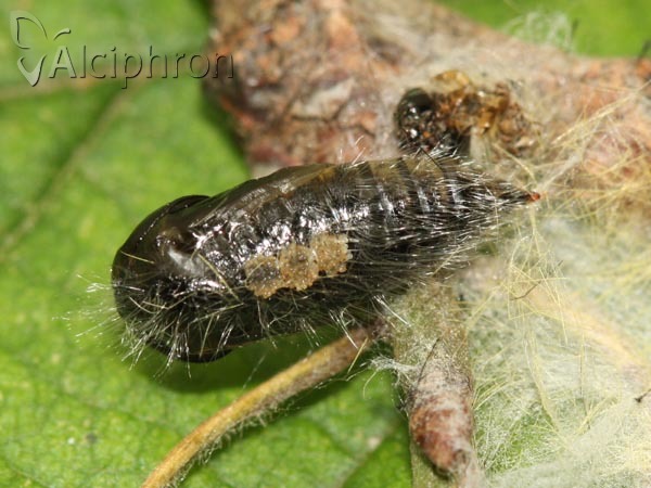Orgyia antiqua