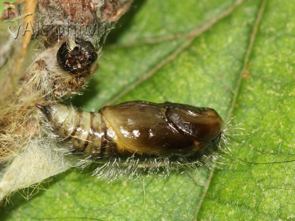 Orgyia antiqua