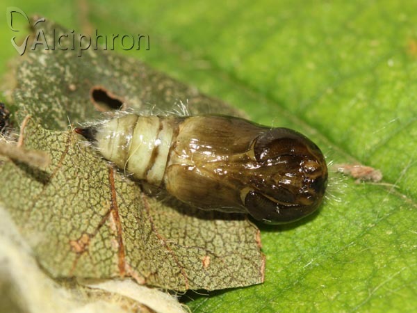 Orgyia antiqua