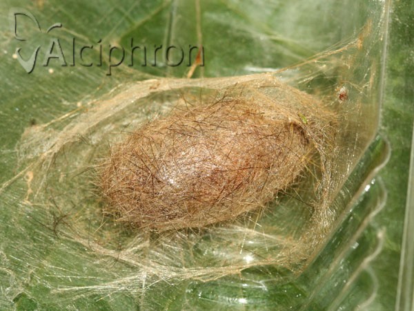 Calliteara pudibunda