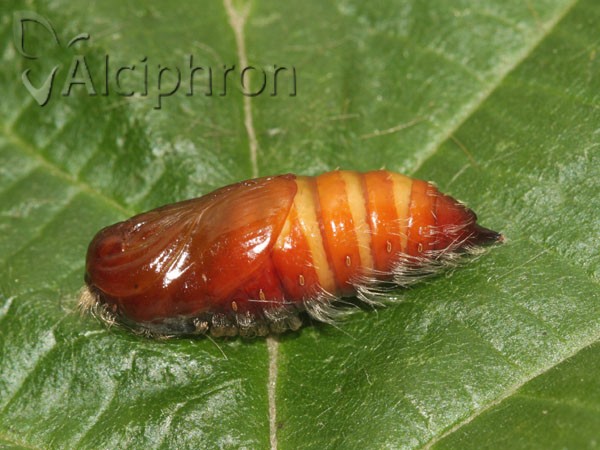 Calliteara pudibunda