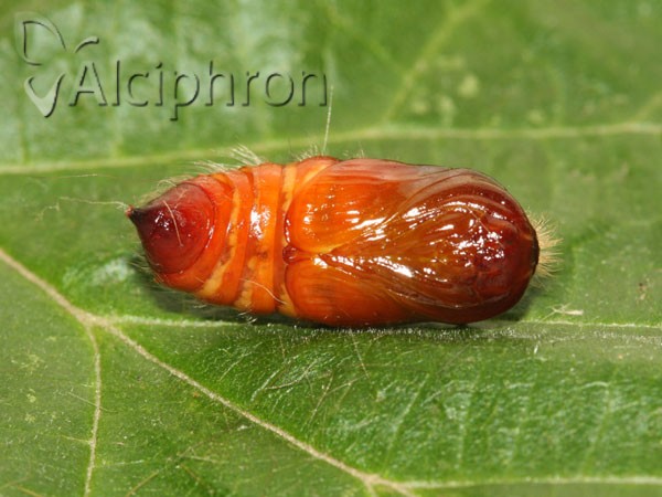 Calliteara pudibunda
