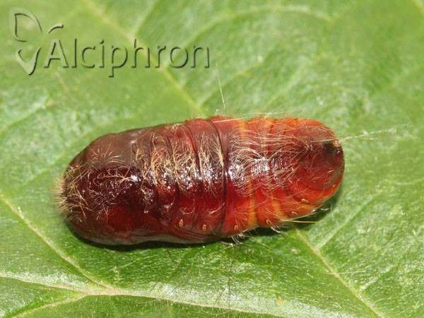 Calliteara pudibunda