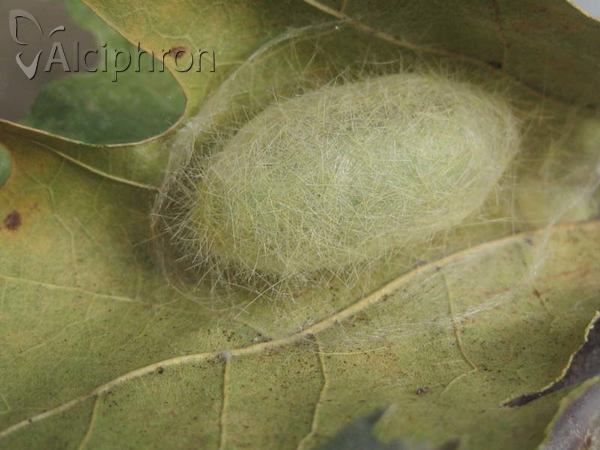 Calliteara pudibunda