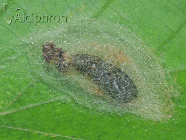 Euproctis chrysorrhoea