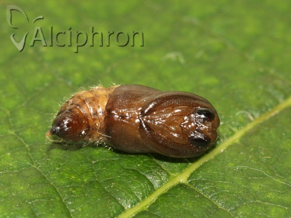 Euproctis similis