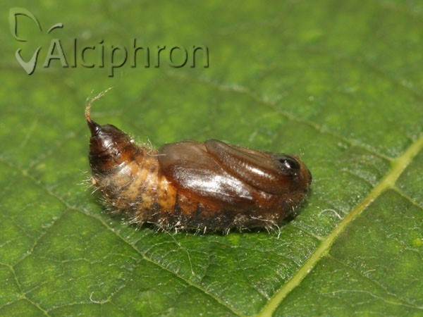 Euproctis similis
