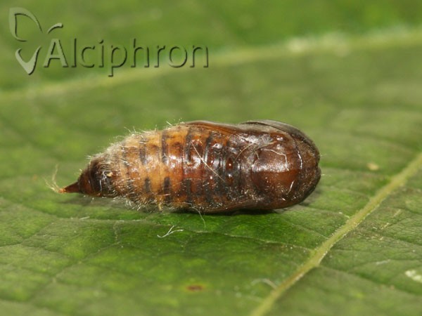Euproctis similis