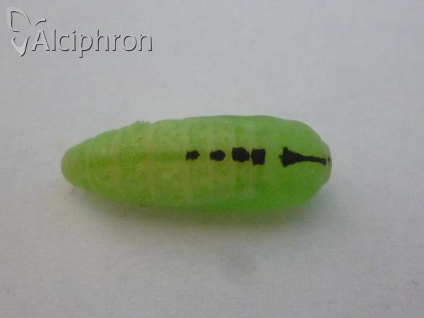 Bena bicolorana