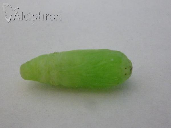 Bena bicolorana