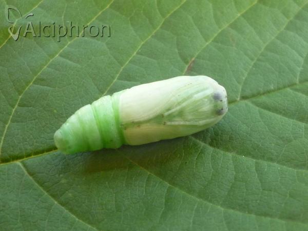 Bena bicolorana