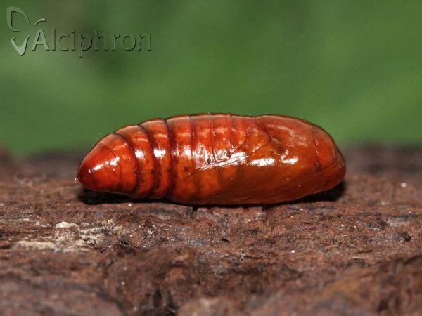 Hoplodrina ambigua