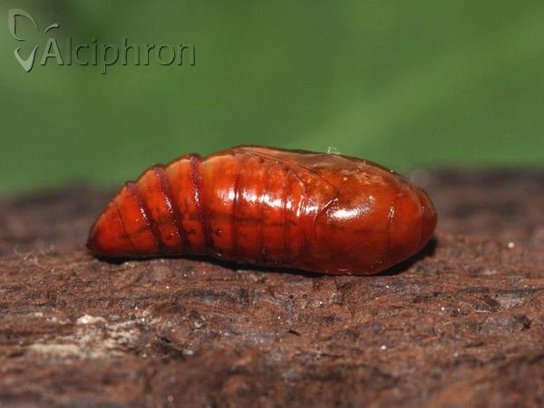 Hoplodrina ambigua
