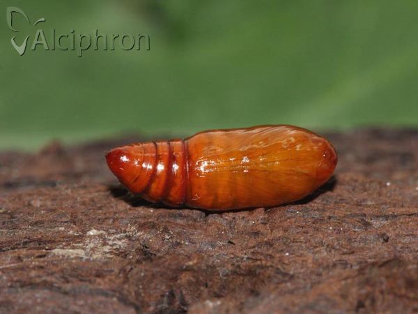 Hoplodrina ambigua