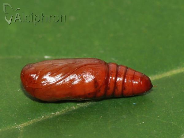 Caradrina kadenii