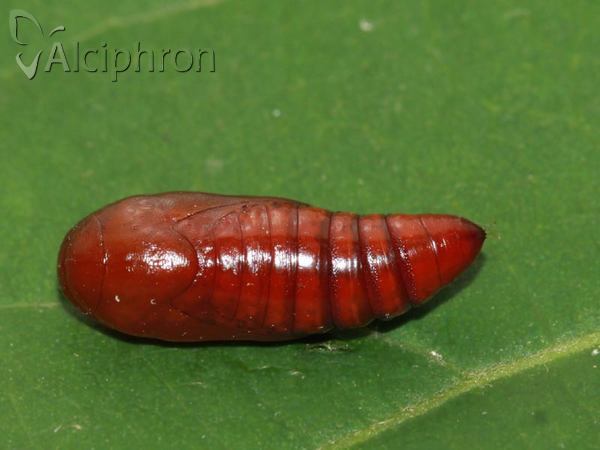 Caradrina kadenii