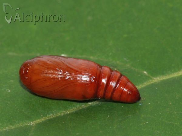 Caradrina kadenii