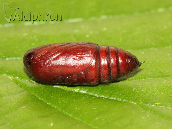 Polyphaenis sericata