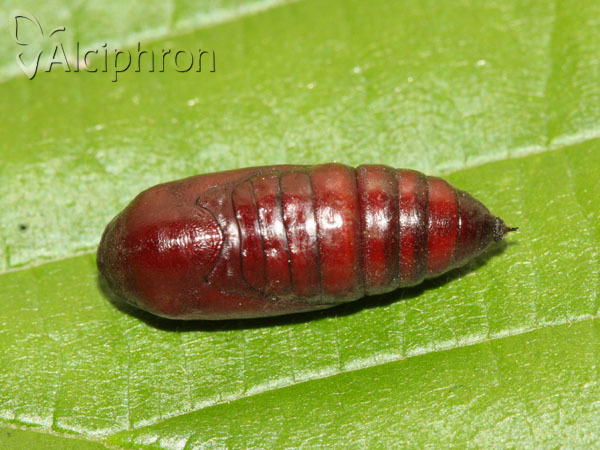 Polyphaenis sericata