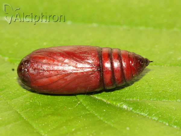Polyphaenis sericata