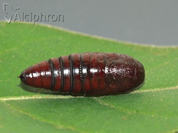 Trachea atriplicis