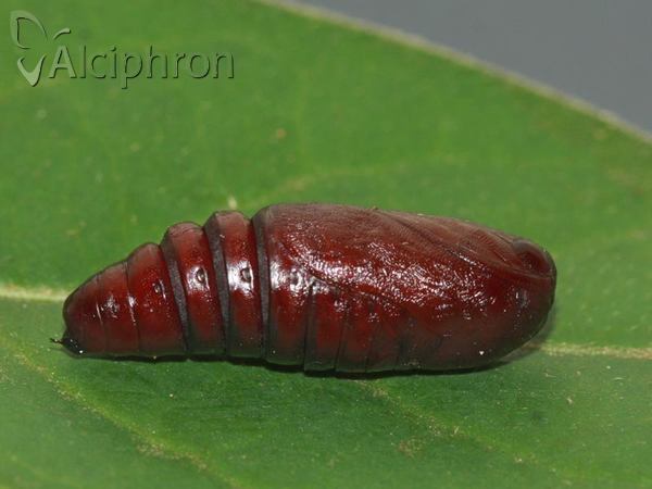 Trachea atriplicis