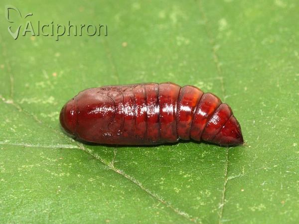 Phlogophora meticulosa