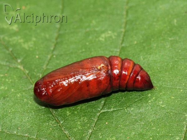 Phlogophora meticulosa