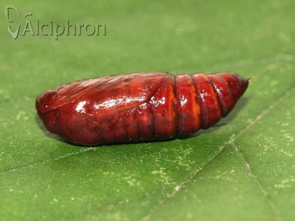 Phlogophora meticulosa