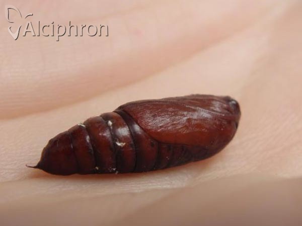 Apamea crenata