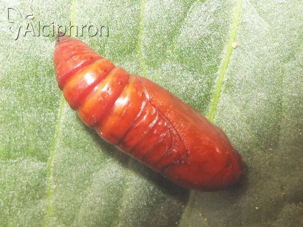 Apamea sordens
