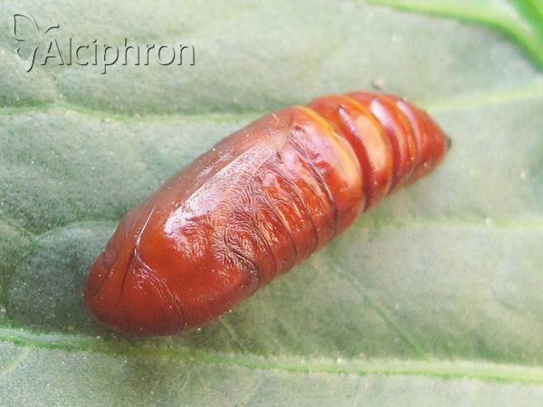 Apamea sordens