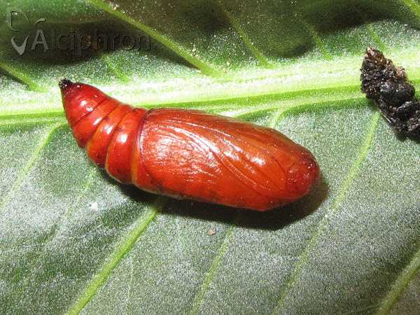Apamea sordens