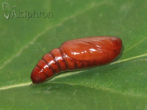 Apamea scolopacina