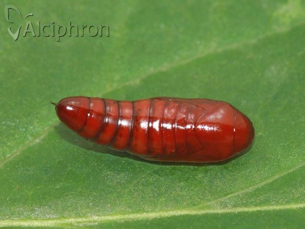 Apamea scolopacina