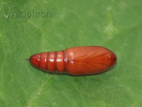 Apamea scolopacina