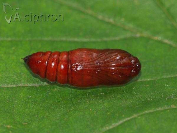 Eupsilia transversa