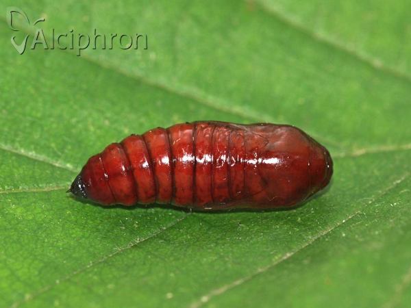 Eupsilia transversa