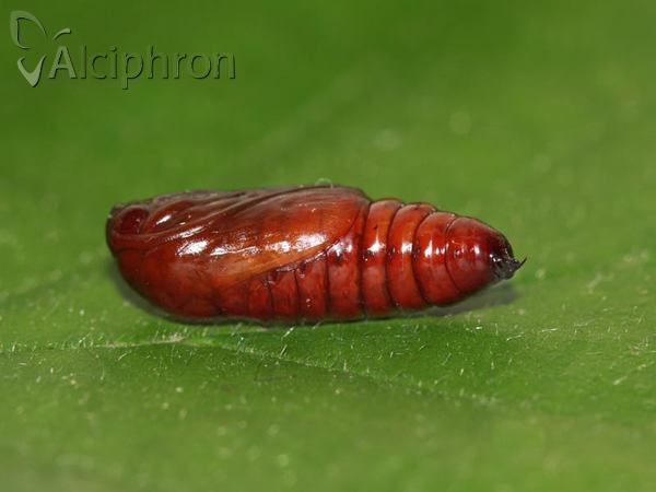Eupsilia transversa