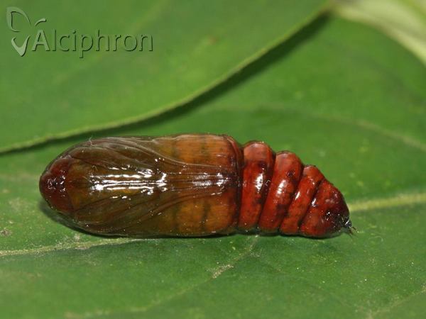 Xylena exsoleta