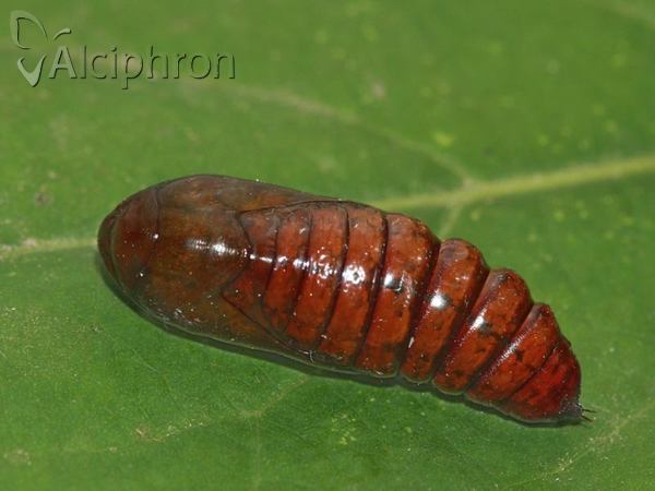 Xylena exsoleta