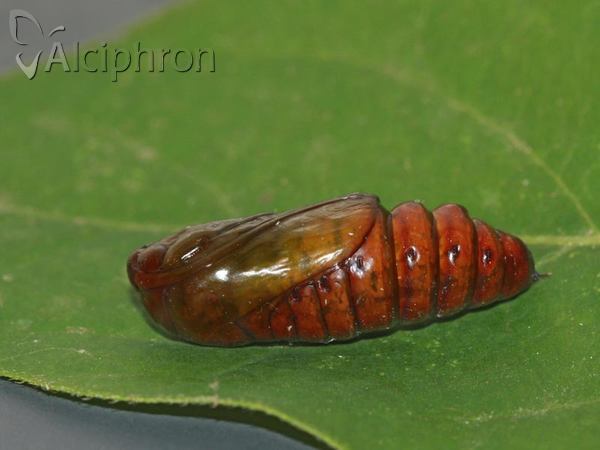 Xylena exsoleta