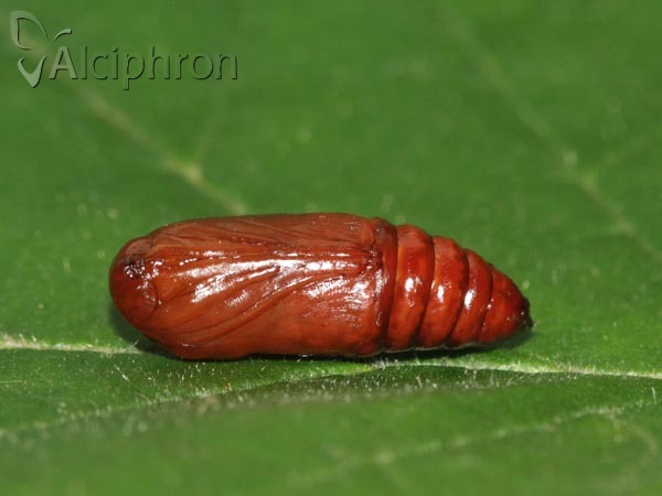 Conistra rubiginosa