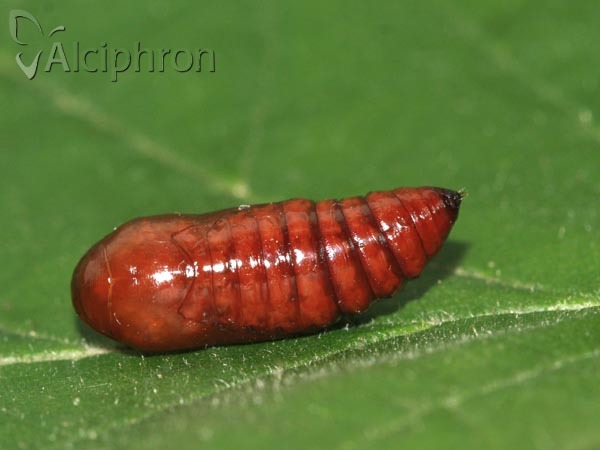 Conistra rubiginosa