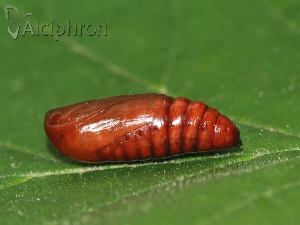 Conistra rubiginosa