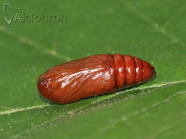 Conistra erythrocephala