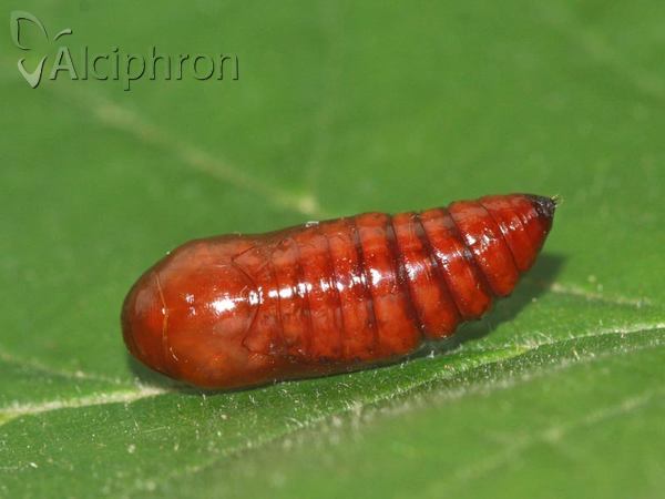 Conistra erythrocephala